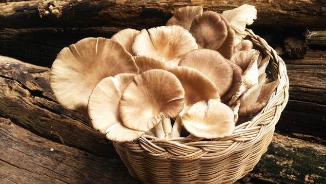 Illustration for article titled More Mushroom Than You Can Handle: You Simply Don’t Have The Endurance To Make It Through This List Of 8 Mushrooms